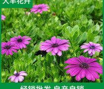 萬(wàn)壽菊種植基地優(yōu)質(zhì)商家置頂推薦產(chǎn)品
