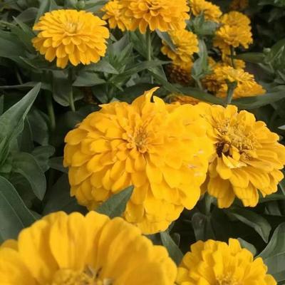 花海綠化孔雀草種子萬(wàn)壽菊紅黃草西番菊臭菊花緞子-酒泉康達(dá)農(nóng)副產(chǎn)品專業(yè)合作社