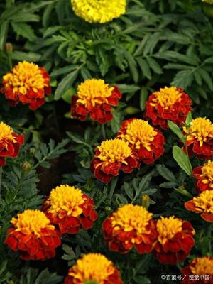 萬(wàn)壽菊是以采摘鮮花為主,據(jù)說(shuō)它的花朵可以分批開(kāi)放