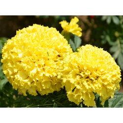 萬(wàn)壽菊-的萬(wàn)壽菊濰坊哪里有
