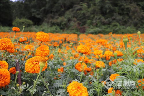 楚雄州高橋鎮(zhèn) 萬(wàn)壽菊種植裝點(diǎn)彝家新生活