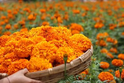 有一種叫云南的生活|火紅萬(wàn)壽菊 鋪就致富“黃金路”