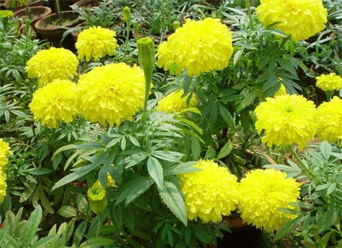 芳青花卉苗 圖 萬壽菊容器苗 萬壽菊