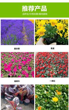 萬壽菊 萬壽菊花苗 萬壽菊市場 拓鑫萬壽菊