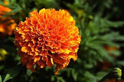 賀歲片:金光燦爛萬壽菊_攝影綜合論壇_太平洋電腦網產品論壇