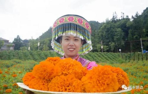 屏邊 推進特色產業與民族團結 互進共融